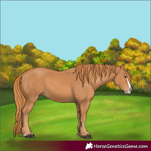 Horse Color:Chestnut Splash 