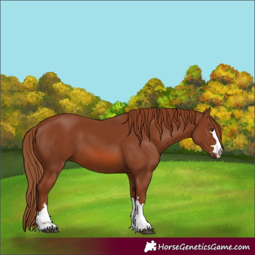 Horse Color:Chestnut 
