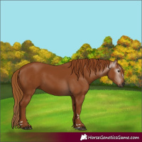 Horse Color:Gray Chestnut 