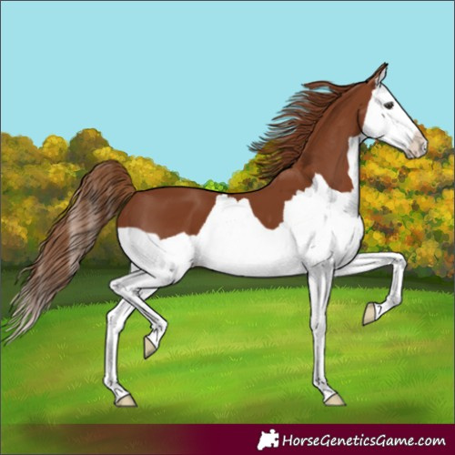 Horse Color:Chestnut Splash