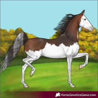 Horse Color:Bay Splash 