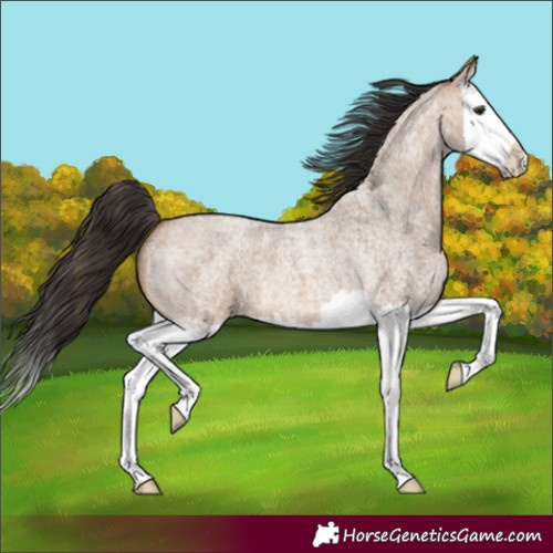 Horse Color:Bay Roan Dun Splash