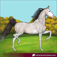 Horse Color:Bay Roan Dun Splash