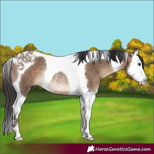 Horse Color:Brown Dun Splash Tobiano Rabicano 