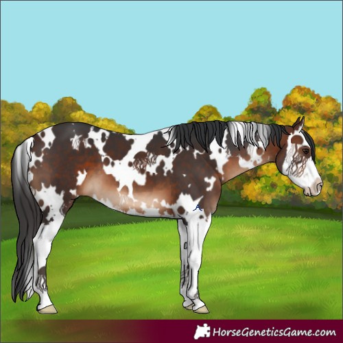 Horse Color:White Spotted Brown Splash 