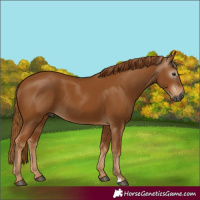 Horse Color:Gray Chestnut