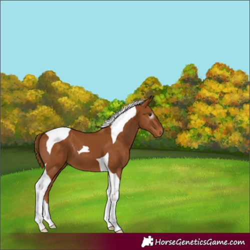 Horse Color:Gray Chestnut Tobiano