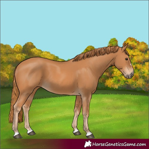 Horse Color:Chestnut 