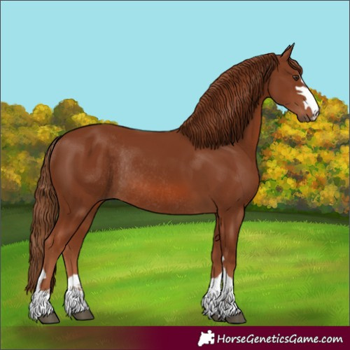 Horse Color:Chestnut Rabicano 