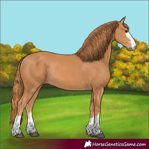Horse Color:Chestnut Rabicano