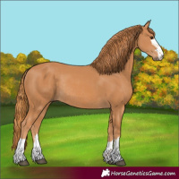Horse Color:Chestnut Rabicano 