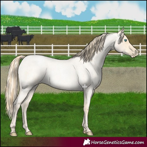 Horse Color:Palomino Roan Pearl  and Buckskin Roan Pearl 