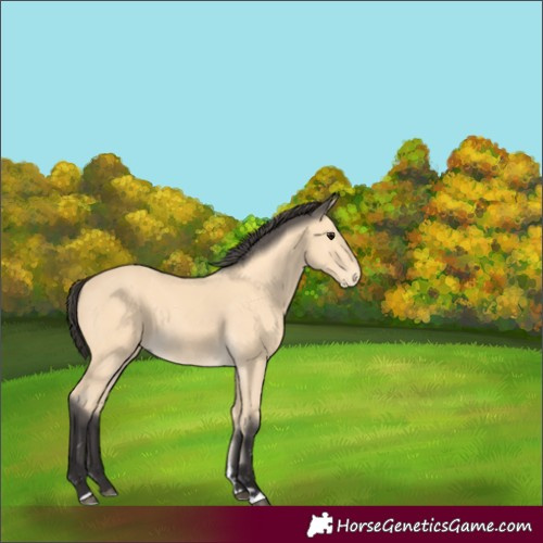 Horse Color:Buckskin 