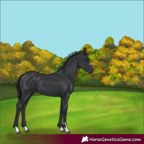 Horse Color:Black 