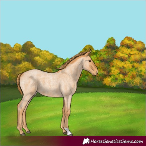 Horse Color:Red Roan 