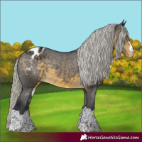 Horse Color:Silver Buckskin Appaloosa 