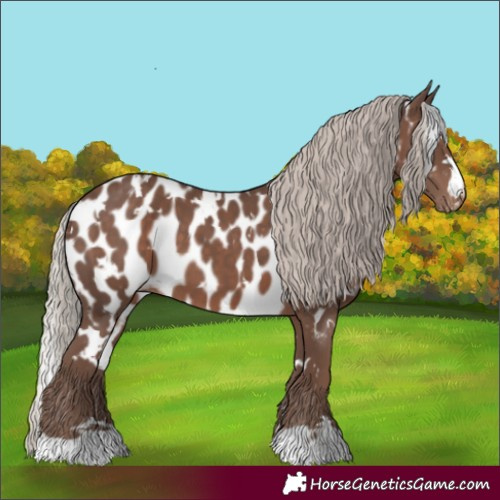Horse Color:White Spotted Silver Black Appaloosa 