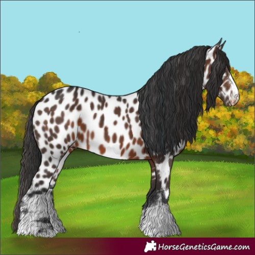 Horse Color:Brown Appaloosa