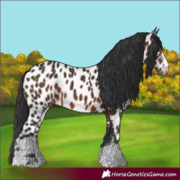 Horse Color:Brown Appaloosa 
