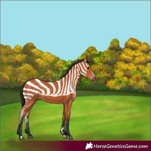 Horse Color:Unknown 