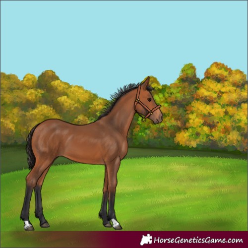 Horse Color:Unknown 