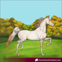 Horse Color:Palomino Roan Pearl and Red Roan Pearl