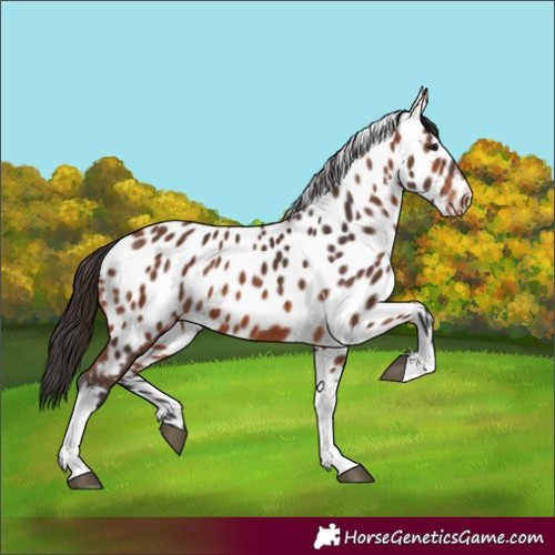 Horse Color:Bay Tobiano Appaloosa 