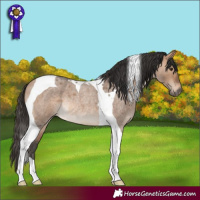 Horse Color:Bay Roan Dun Tobiano Rabicano
