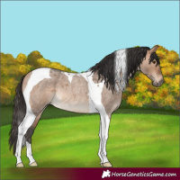 Horse Color:Bay Roan Dun Tobiano Rabicano 