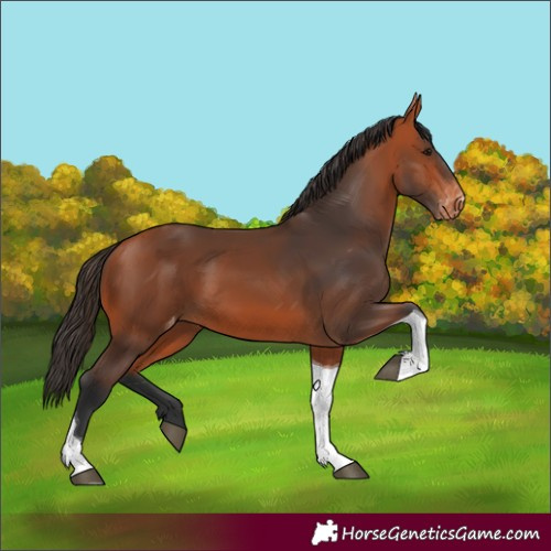 Horse Color:Bay Tobiano Appaloosa 