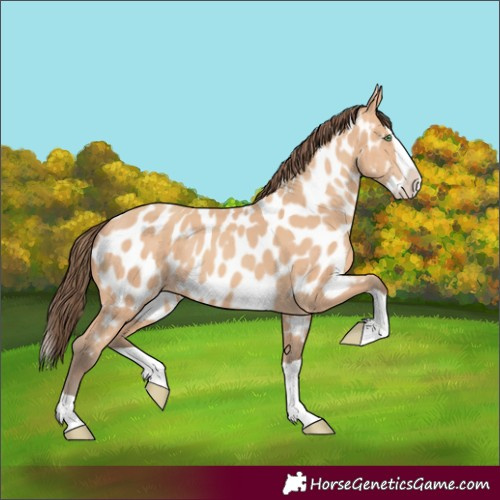 Horse Color:Amber Champagne Splash Appaloosa 