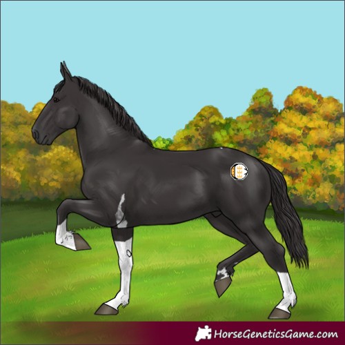 Horse Color:Smoky Black Tobiano 