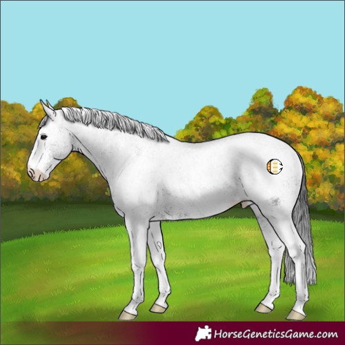 Horse Color:White Spotted Black Rabicano 