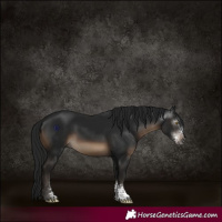 Horse Color:Gray Brown Sabino