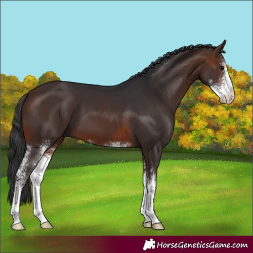 Horse Color:Unknown 