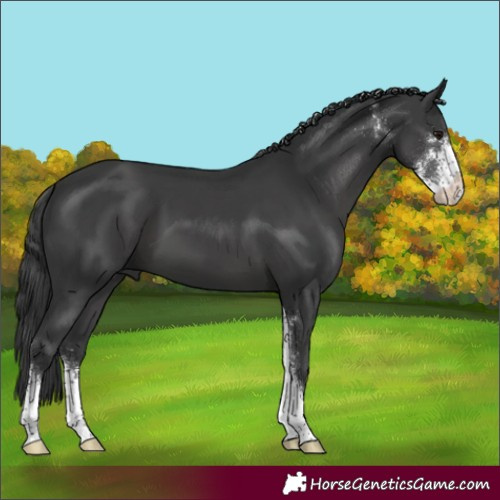 Horse Color:Unknown 
