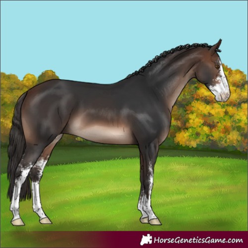 Horse Color:Unknown 