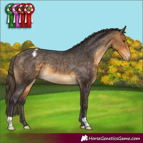 Horse Color:Buckskin Appaloosa Rabicano 
