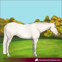 Horse Color:Palomino Roan Pearl and Palomino Roan Pearl