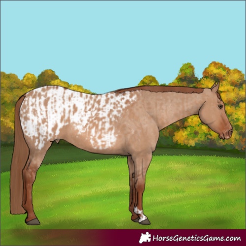 Horse Color:Red Dun  and Red Dun Appaloosa 