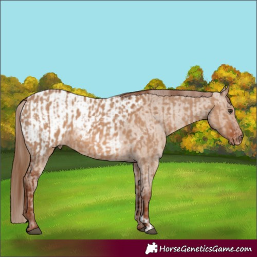 Horse Color:Red Dun and Red Dun Appaloosa
