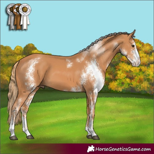 Horse Color:Chestnut Sabino 