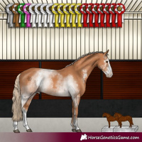 Horse Color:Chestnut Sabino