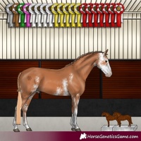 Horse Color:Chestnut Sabino