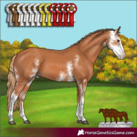 Horse Color:Chestnut Sabino 