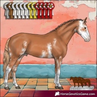 Horse Color:Chestnut Sabino