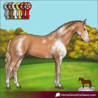 Horse Color:Chestnut Sabino