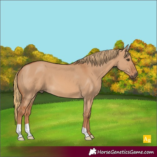 Horse Color:Red Dun 