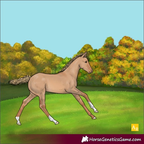Horse Color:Red Dun 