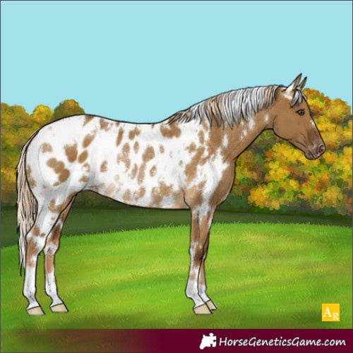 Horse Color:White Spotted Chocolate Palomino Dun Appaloosa Rabicano